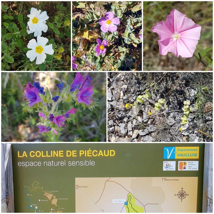 La Cabane Du Pesquier En Provence Caumont-sur-Durance Zewnętrze zdjęcie